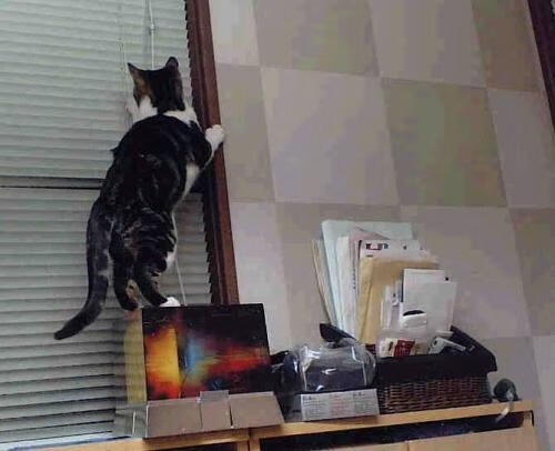 开云APP-1.战术铁幕，奥地利基因如何锁死拜仁，福登却在另一战场化身胜负手