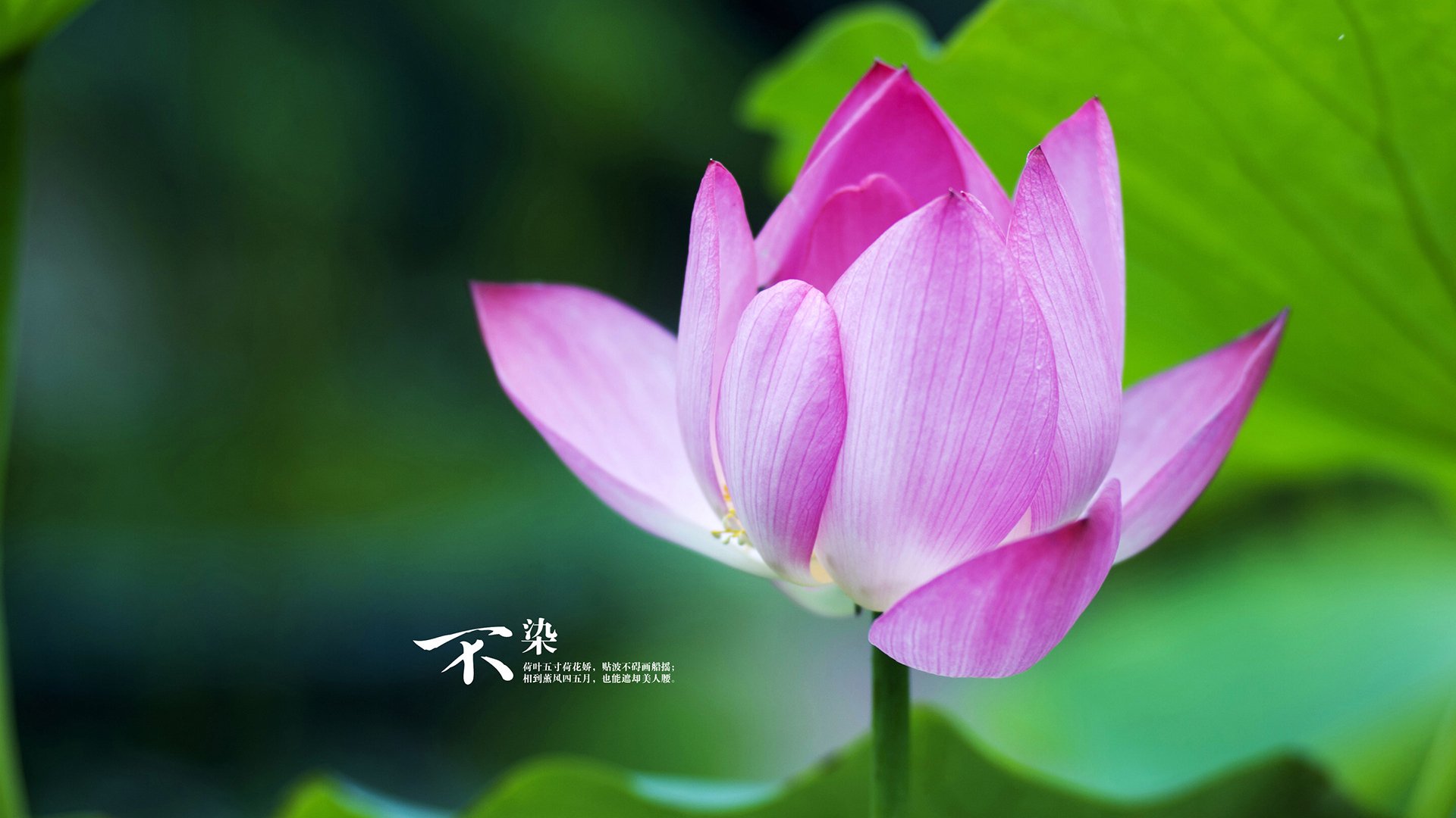 2026世界杯焦点战,新疆队黑马崛起,强势击败猛龙队晋级16强