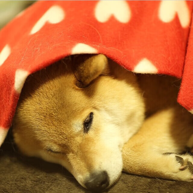 伊朗钢铁防线强行终结勒沃库森神话,巴尔韦德一箭穿心成关键先生