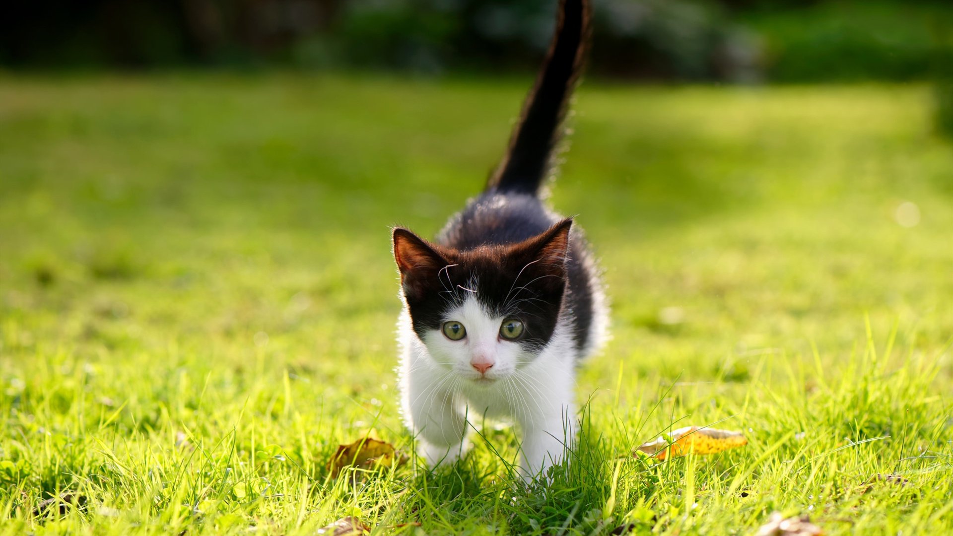 东决祭坛,当布克将历史撕成自己的形状
