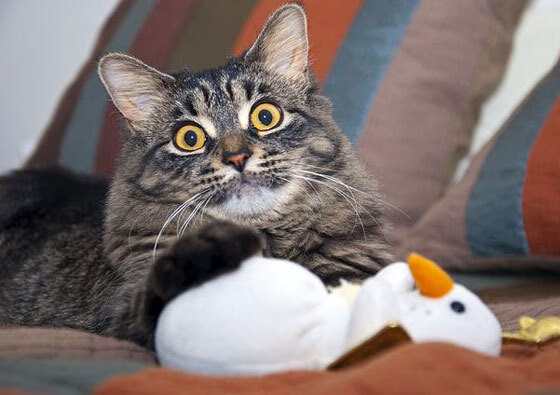 金字塔引擎，拿破仑远征密码与阿劳霍在F1开罗街道的世纪接管